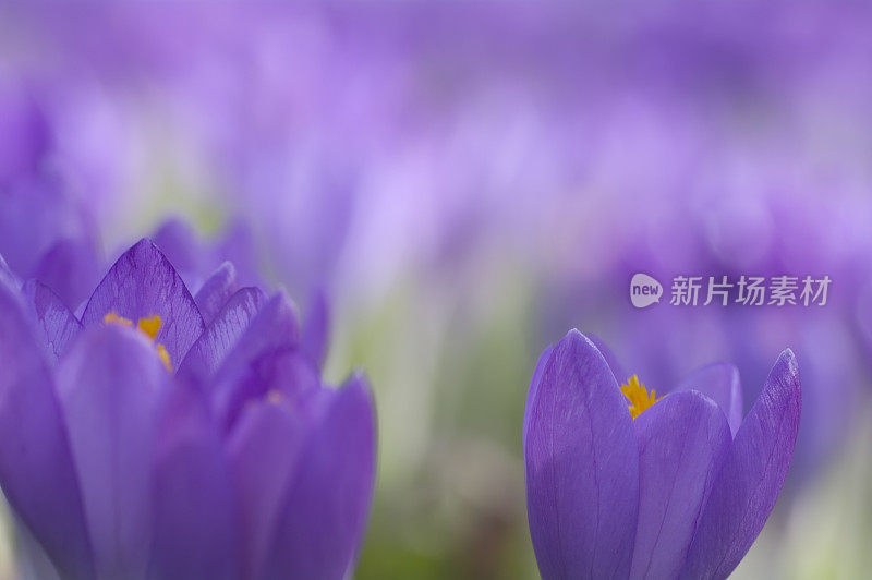 紫色春番红花(C. vernus)在特写